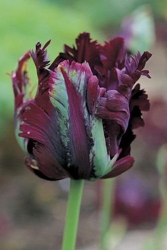 Tulipano importato olanda - tulipano,