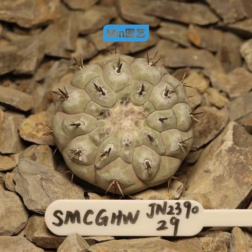 5cm copiapoa cinerea self - 5.5cm,