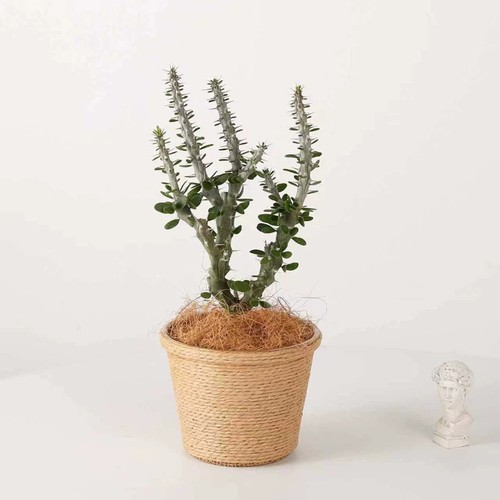Alluaudia procera - procera, (multitesta)