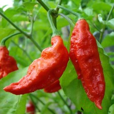 25+ Ghost Pepper Seeds (bhut