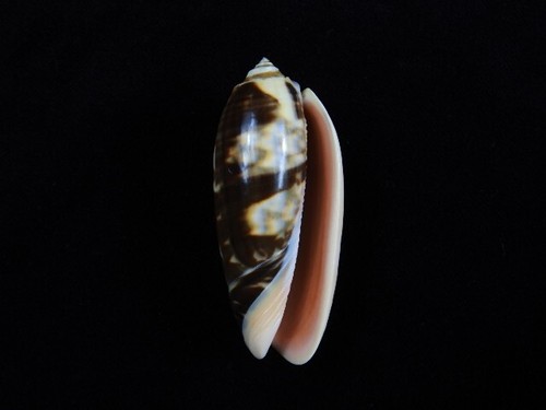 Sea shell oliva miniacea - oliva,