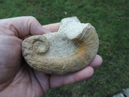 Ammonite eteromorfa