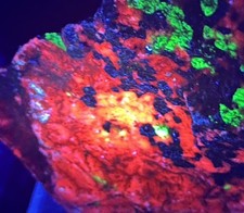 RARO- “F.W.H.C.Z.”