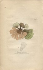 Padina pavonia botanica British Plants ENGLISH BOTANY 1846 Sowerby