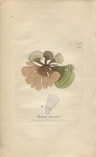 Padina pavonia botanica