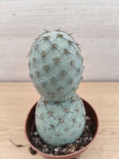 9446  TEPHROCACTUS Geometricus