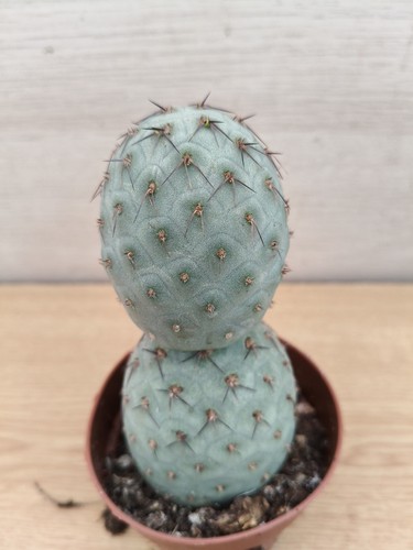 9446 tephrocactus geometricus - ,