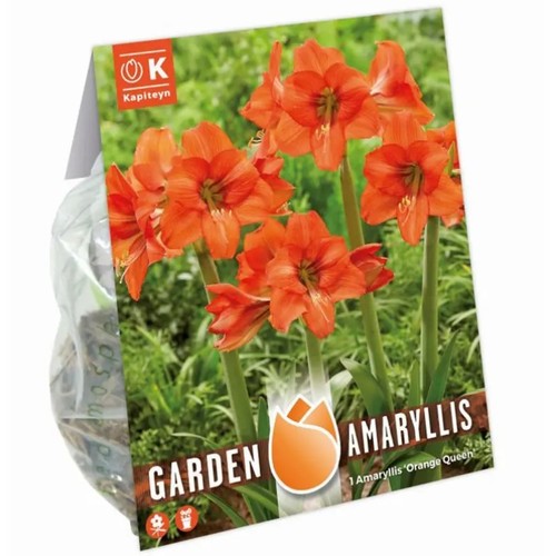 Bulbi amaryllis orange - di,