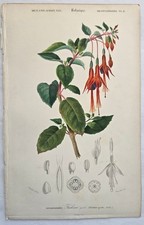 Rare 1849 d'Orbigny Antique