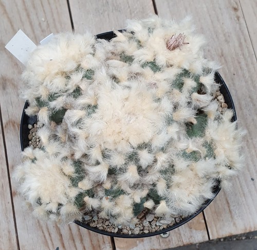 Semi ariocarpus l - di,