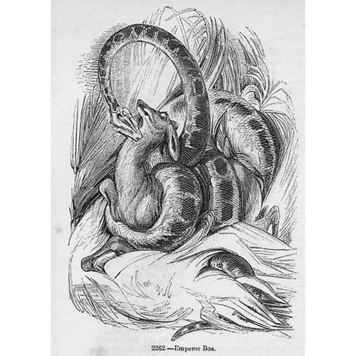 Serpenti imperatore boa - imperatore,