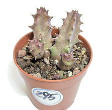Huernia Pink Eye vaso Ø 5,5