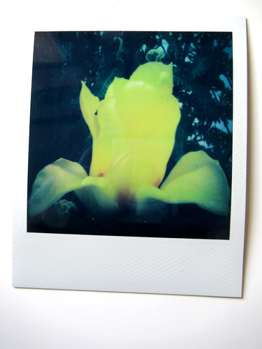 Araki polaroid originale - n., araki: