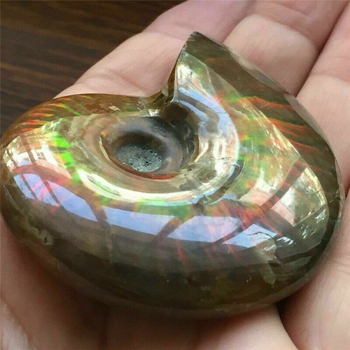 Natural iridescent ammonite - iridescent,