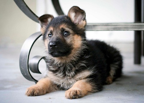 Poster cane pastore tedesco - cane,