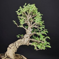 Shohin ulme bonsai olmo - shohin, bonsai,