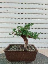 Bonsai di Ginepro