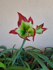 Hippeastrum AP x Mandonii - 15