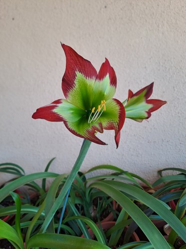 Hippeastrum mandonii 10 - ap,