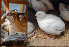 12 uova di QUAGLIA FERTILI FECONDE, mix colorazioni BIANCHE e CREME