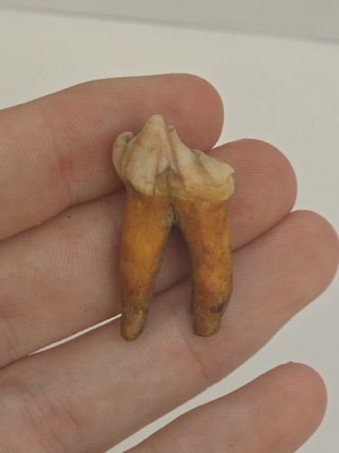 Cave bear ursus - ursus, spelaeus