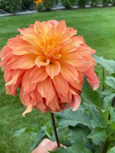 185rd dahlia hilltop - 185rd,