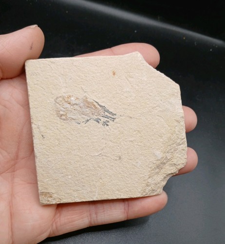 Fossil carpopenaeus shrimp - fossil,