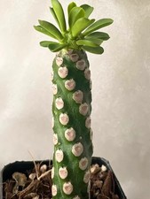 Succulent Cactus Plant