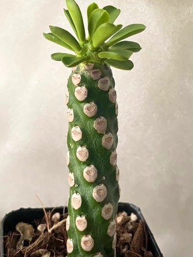 Pianta cactus succulenta - di,