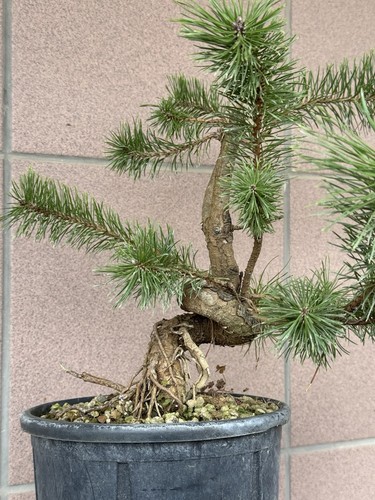 Pino silvestre bonsai pinus - silvestre,
