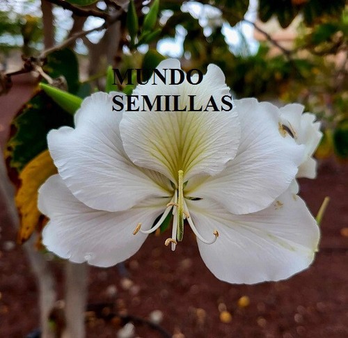 Semillas frescas de - 10,