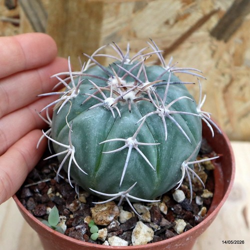 Echinocactus horizonthalonius