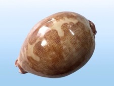 Cypraea mappa f. panerythra