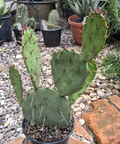 Esattamente questo opuntia - questo:,