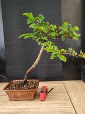 bonsai  di faggio  h 45 cm visita il negozio
