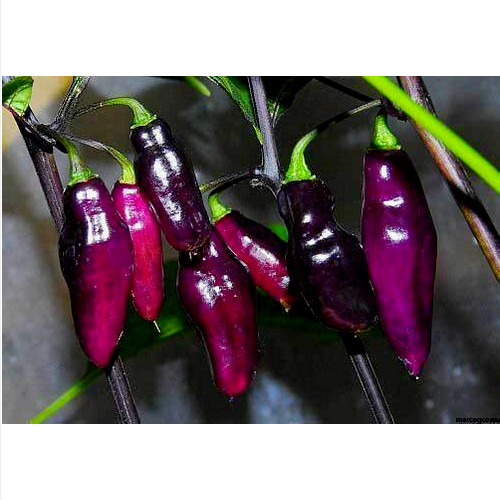 Peperoncino pimenta neyde - de,
