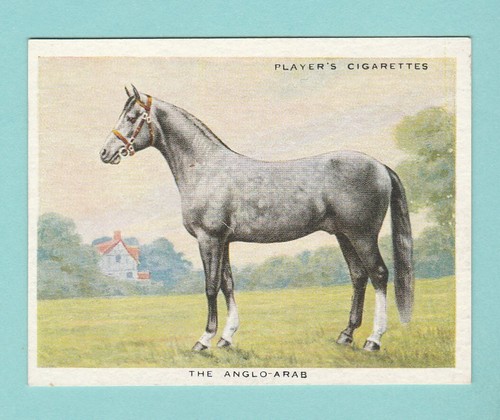Types horses john player - horses,