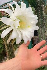 Cactus, piante grasse con fioritura straordinaria a grandi fiori primavera