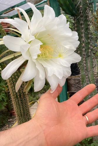 Cactus piante grasse con - cactus,,