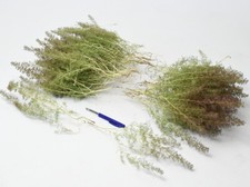 scale HO / OO / TT / N / Z