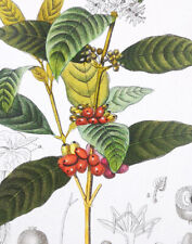 1831, SET DI 15 ACQUERELLI ANTICHI PREGIATI PEPE CAFFÈ TÈ TARTUFO XVD