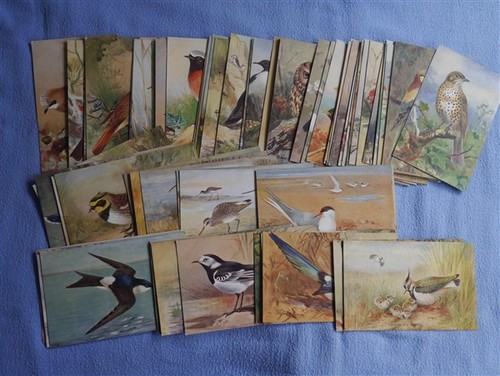 Roland green signed bird - roland,