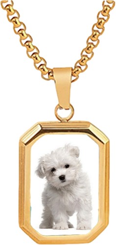 Maltese dog pet - dog, gold