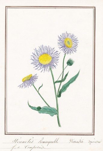 Stenactis speciosa berufkraut - speciosa,