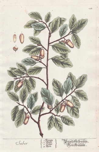 Sober quercia sughero - da,