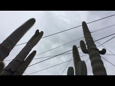 Cactus grandi colonnari -