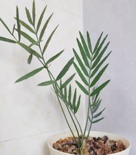 Rara boutique Encephalartos dyerianus WYSIWYG crescita semina