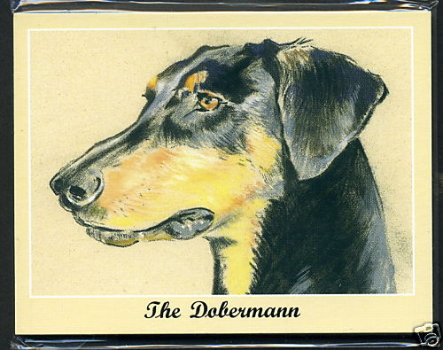 The dobermann man s best - dobermann,