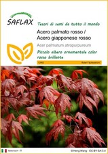 SAFLAX  - Acero palmato rosso
