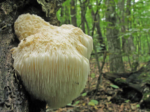 Hericium erinaceus fungo